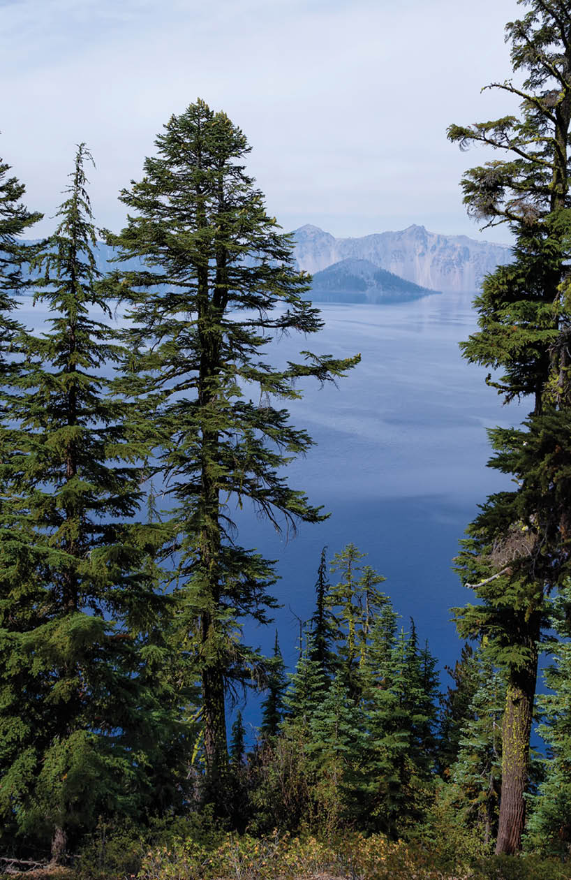 The lake and island of Crater Lake in Crater Lake National Park is visible through growth on the lake's rim